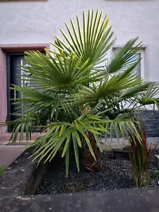30 Samen Hanfpalme Trachycarpus fortunei Palmen Samen Exotische Palm seeds - Bild 1 von 4