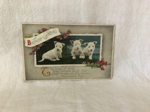 Antique Postcard Birthday Greetings 3 Scotty Terrier Puppies - Picture 1 of 2