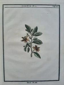 BOTANIKA;Duhamel du Monceau Henri Louis 1755 "GREWIA" Alberi - Bild 1 von 2