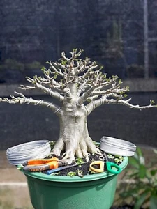 Adenium bonsai RCN bets character adenium Arabicum Godji - Picture 1 of 2
