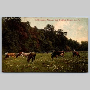 Postcard A Brandywine Meadow West Bradford Chester Co PA Cows 1908 - Picture 1 of 3
