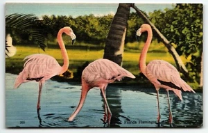 Flamingos Postcard Florida Rare Bird Farm FL UNP - Bild 1 von 2