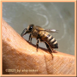 4,5 kg Eiweißfutterteig Bienenfutter Königin-zucht Not Reiz Schwarmfütterung 🐝A - Bild 1 von 8
