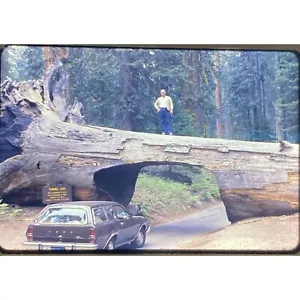 Vtg 1977 35mm Slide Sequoia Ntl. Park Tunnel Log Ford Pinto Wagon - Picture 1 of 4