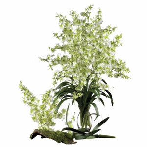 Green Dancing Lady Silk Orchid Flowers - (12 Stems) - Picture 1 of 1
