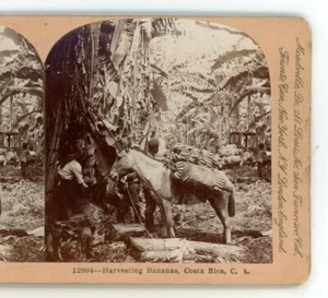 Bananen ernten Pferd Costa Rica Keystone Stereoview - Bild 1 von 3