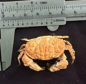 CRABS/Deep sea crab species preserved dried crabs - Picture 1 of 2
