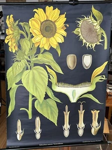 Schulwandkarte Rollkarte Sonnenblume Helianthus annuus Jung Koch Quentell - Bild 1 von 10