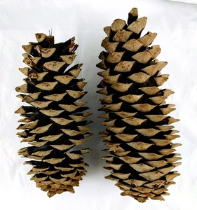 Extra große getrocknete Zucker Tannenzapfen - 2er Set - 11" & 13" lang - Bild 1 von 6