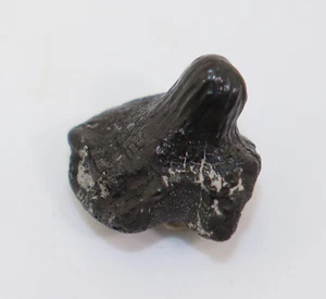 Fisch, Haizahn, Ptychodus whipplei, Kreide, Dallas, Texas, USA -k864 - Picture 1 of 6