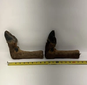 Taxidermy Elk Hoof Hooks Hangers  For Coat / Gun Rack (Lot Of 2) - Picture 1 of 12