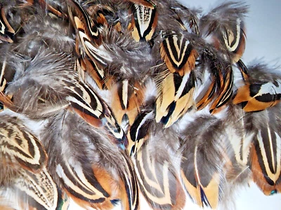 60 plumas corporales de faisán de faisanes de gallo cuello anillado, joyas, artes, artesanía Foto 1 de 4