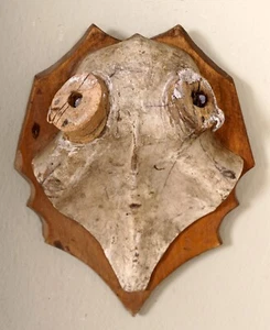 Schöner Hirschschädel für Abwurfstangen aus Holz auf Trophäenbrett - Picture 1 of 3