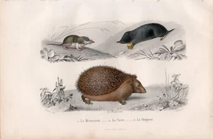 Gravure coloriée 1880. La Musaraigne - La Taupe - Le Herisson - Imagen 1 de 1