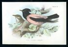 Ornithology, rose coloured starling...Antique lithograph...1896