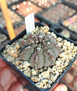 Gymnocalycium vatteri f. unguispinum, 50+ seeds, harvest 2024. - Picture 1 of 6