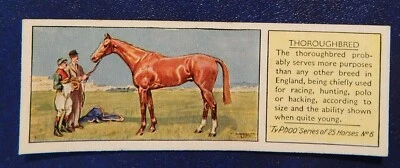 THOROUGHBRED  No6 TYPHOO TEA VINTAGE TRADE CARD 1938 HORSES SERIES - Image 1 of 2