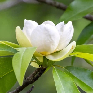 Sweetbay Magnolia (Magnolia virginiana) – Live Tree in Quart Pot (10–18" Tall) - Picture 1 of 5