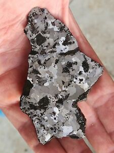 NWA 5549 Silicated Iron Meteorite! Full Slice, 47.64g, Stable And Rare