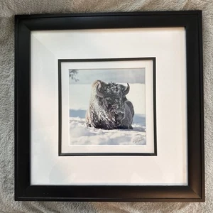 Bison In Snow “Good Life” MartII Herman Signed Framed 66/900 Exposures Fine Art - Picture 1 of 3