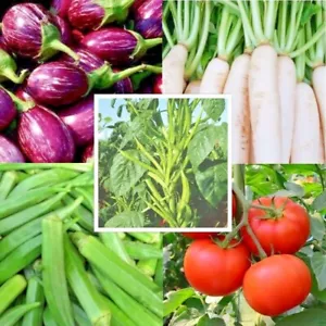 #6 150+ cimelio semi vegetali 6 varietà set giardino sopravvivenza emergenza NON OGM - Foto 1 di 12