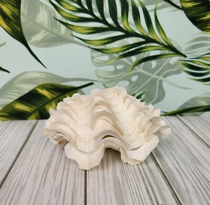 Tridacna Clam Shell Matching Set - Picture 1 of 15