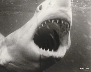 FOTOGRAFÍA DE ESTUDIO ORIGINAL DE MANDÍBULAS 1975 - Imagen 1 de 1