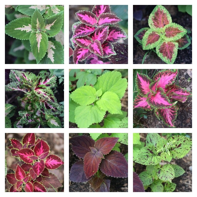 75 Coleus seeds, organically grown and freshly harvested  * my best selections* - Image 1 of 1
