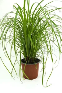 Katzengras Zyperngras "Cyperus zumula" - Bild 1 von 5