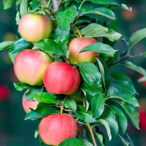 Apple Plant Gala Mini Fruit Tree Garden Flowering Hardy Tree 1 x 9cm Pot - Picture 1 of 7