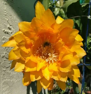 EPIPHYLLUM ORCHID CACTUS Yellow Tang Cutting - 8"-10" Long - Picture 1 of 3