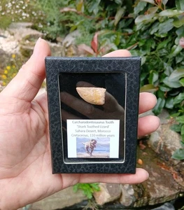 Fossil T-Rex type tooth - Carcharodontosaurus Dinosaur Tooth 100% Genuine (28mm) - Picture 1 of 6