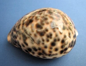 Cypraea tigris lumaca caurica lumaca tigre lumaca di mare grande 8 cm - Foto 1 di 7