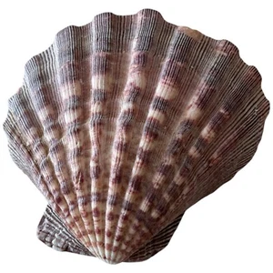 Guscio di capesante zampa di leone colori scuri 4,4 once (126 g) - quasi 5" di larghezza - Foto 1 di 8