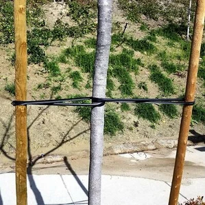 USA Made - Heavy Duty Garden 32" Tree Ties Plants Fixed Strap Trunk Stake Bind - Picture 1 of 3