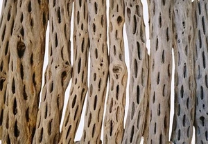 10 9" Cholla Wood Pieces | Precleaned | Shrimp | Crafts | Fish Tank Decor |... - Picture 1 of 5