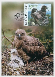 ESLOVAQUIA 2024 FAUNA Animales AVES - Maxi Tarjeta - Imagen 1 de 1