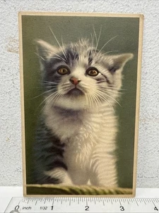 Vintage Postkarte niedliche entzückende Katze Kätzchen Tier Illustration Gemälde - Bild 1 von 3