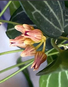 E1885 Very Rare Dischidia Ovata Watermelon Rooted Striped Leaves ๐ - Picture 1 of 3