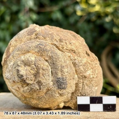 RARE Pleurotomaria anglia Gastropod Fossil – Inferior Oolite, Jurassic Coast – - Image 1 of 2