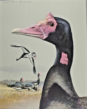 1930 Special Publication Louis Fuertes Spur Winged Goose Print  Abyssinian Birds