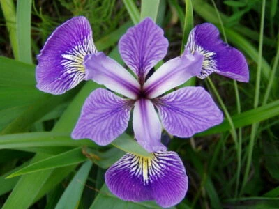 Louisiana Blue Flag Iris Aquatic Hardy Marginal Pond Plant - Buy 2 Get 1 Free - Image 1 of 3