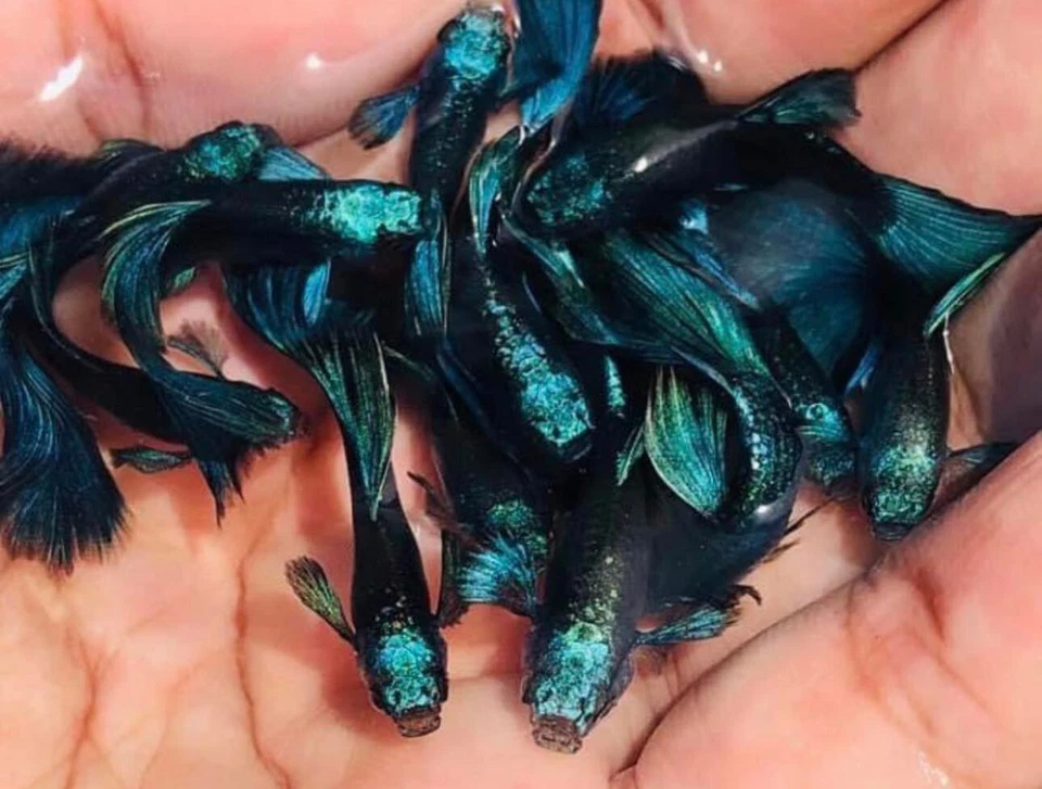 1 TRÍO PEZ GUPPY VIVO VERDE MOSCÚ ALTA CALIDAD VENDEDOR DE ESTADOS UNIDOS - 1 MACHO 2 HEMBRA Foto 1 de 1