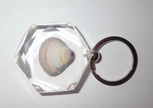 Large Key Ring Asiatic Hard Clam Shell Specimen Shredded Diamond Effect Clear - Picture 1 of 8