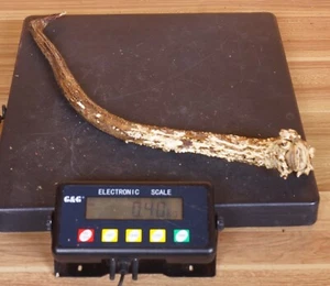 Schöne Gabler Rothirschstange  Red Stag Antler          - Bild 1 von 2