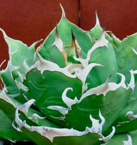 Agave titanota  FO-076 Sierra Mixteca /Rare plant/cactus succullents