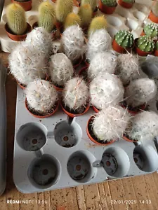 Oreocereus trollii 5cm Plant Cactus - Picture 1 of 1