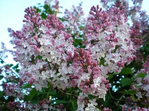 French Lilac, Syringa vulgaris, Shrub Seeds (Fast, Showy, Fragrant, Hardy) - Picture 1 of 11