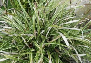 3X CAREX MORROWII (ICE DANCE) SEDGE PLANT ORNAMENTAL GRASSES, Bare Root Plants - Picture 1 of 1