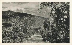 CA * Oranges & Snow  Old Baldy in Distance ca. 1930 * Bardell Art Printing Co. - Picture 1 of 2
